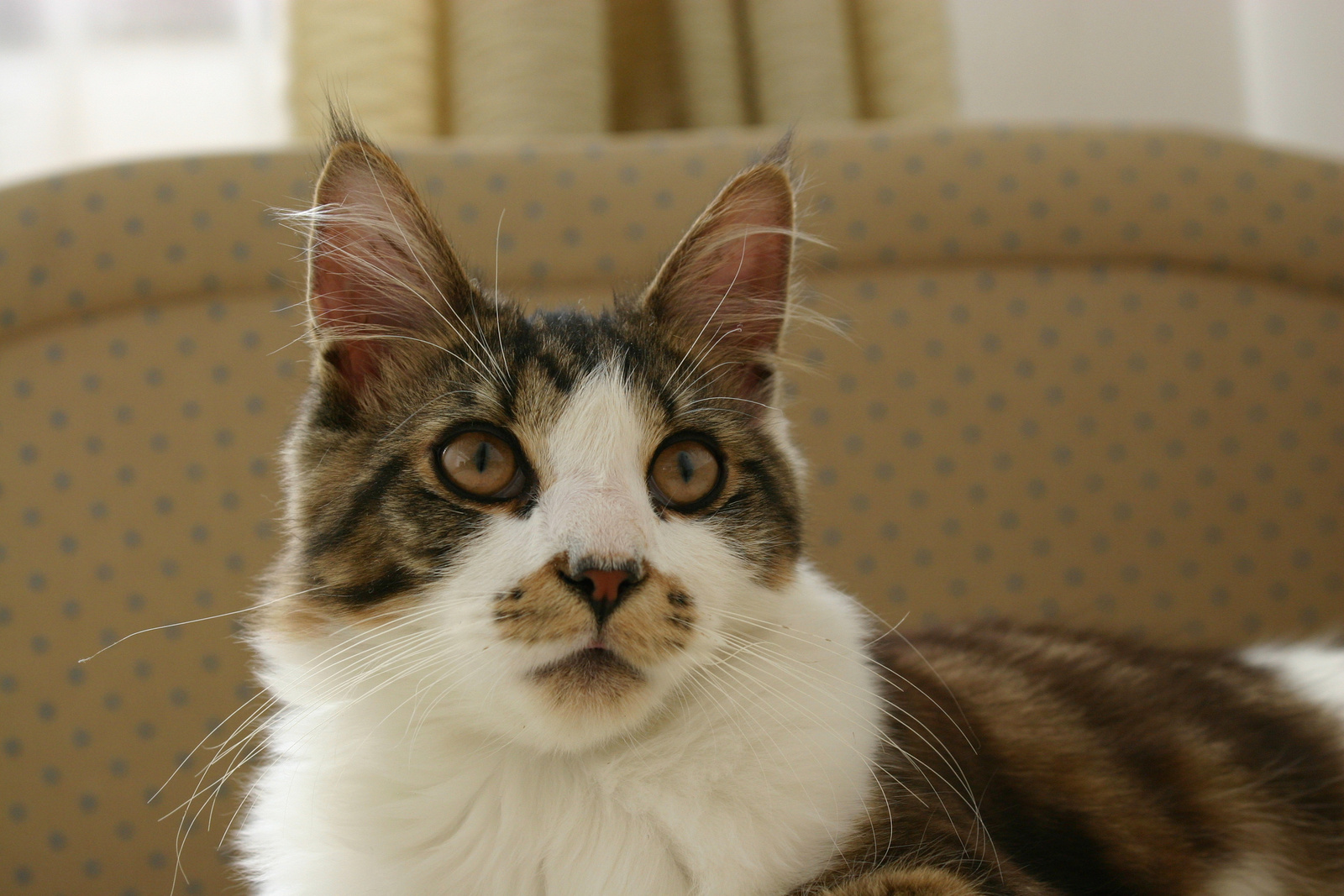 Maine Coon cica II.