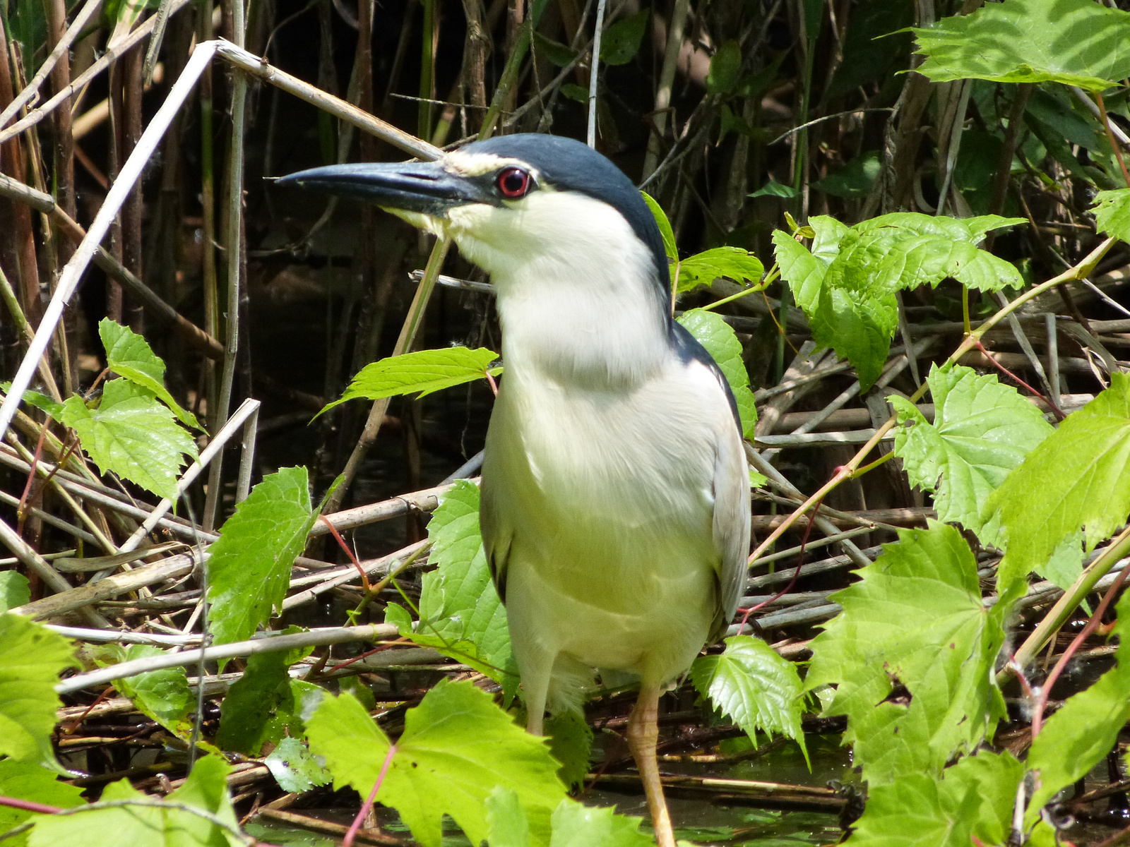 Bakcsó (Nycticorax nycticorax)