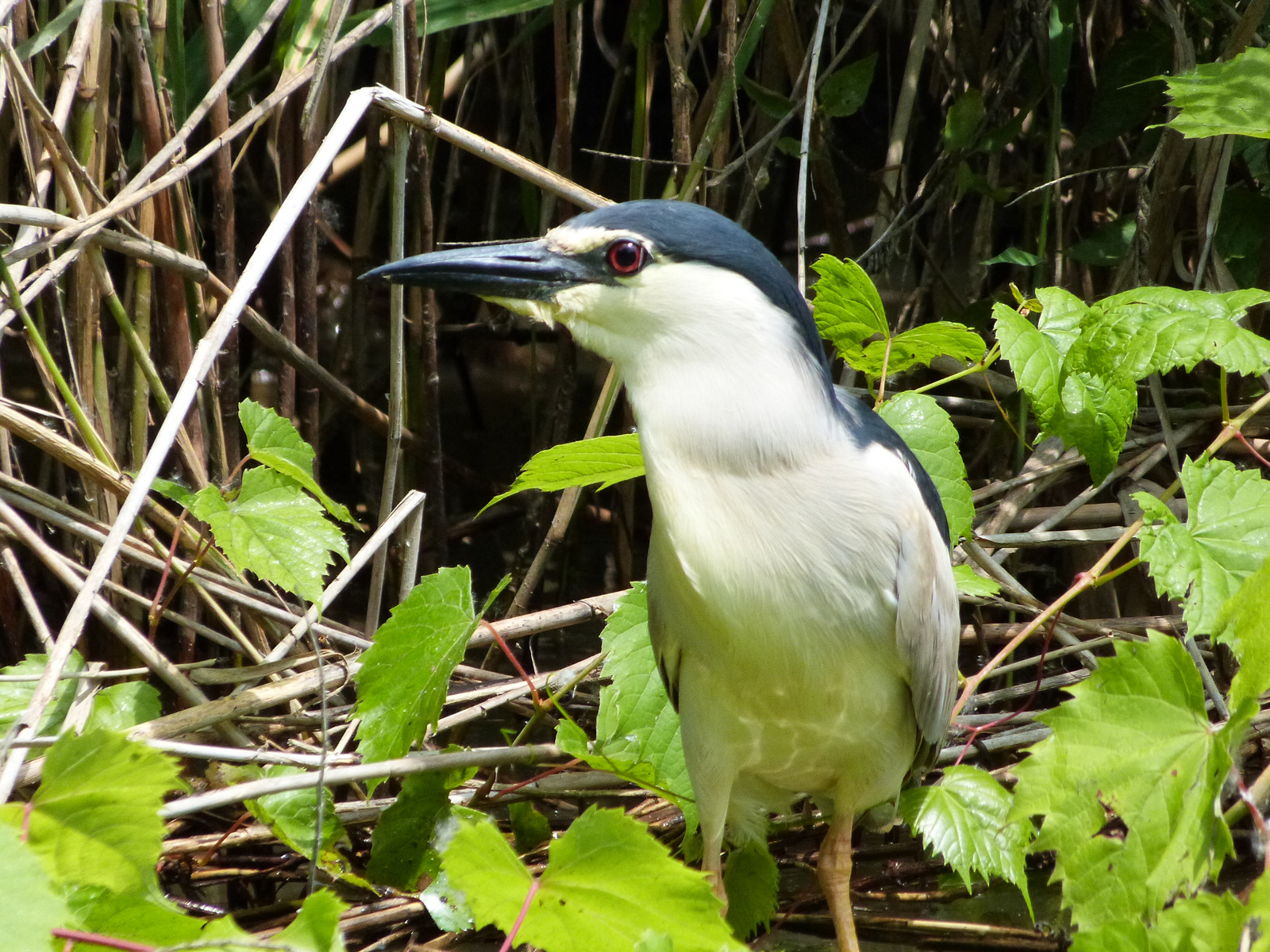 Bakcsó (Nycticorax nycticorax)