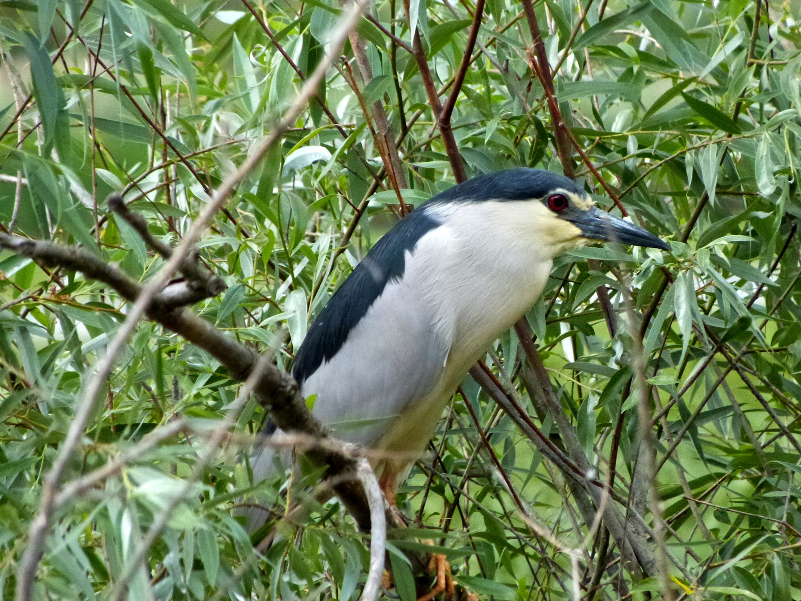 Bakcsó (Nycticorax nycticorax)