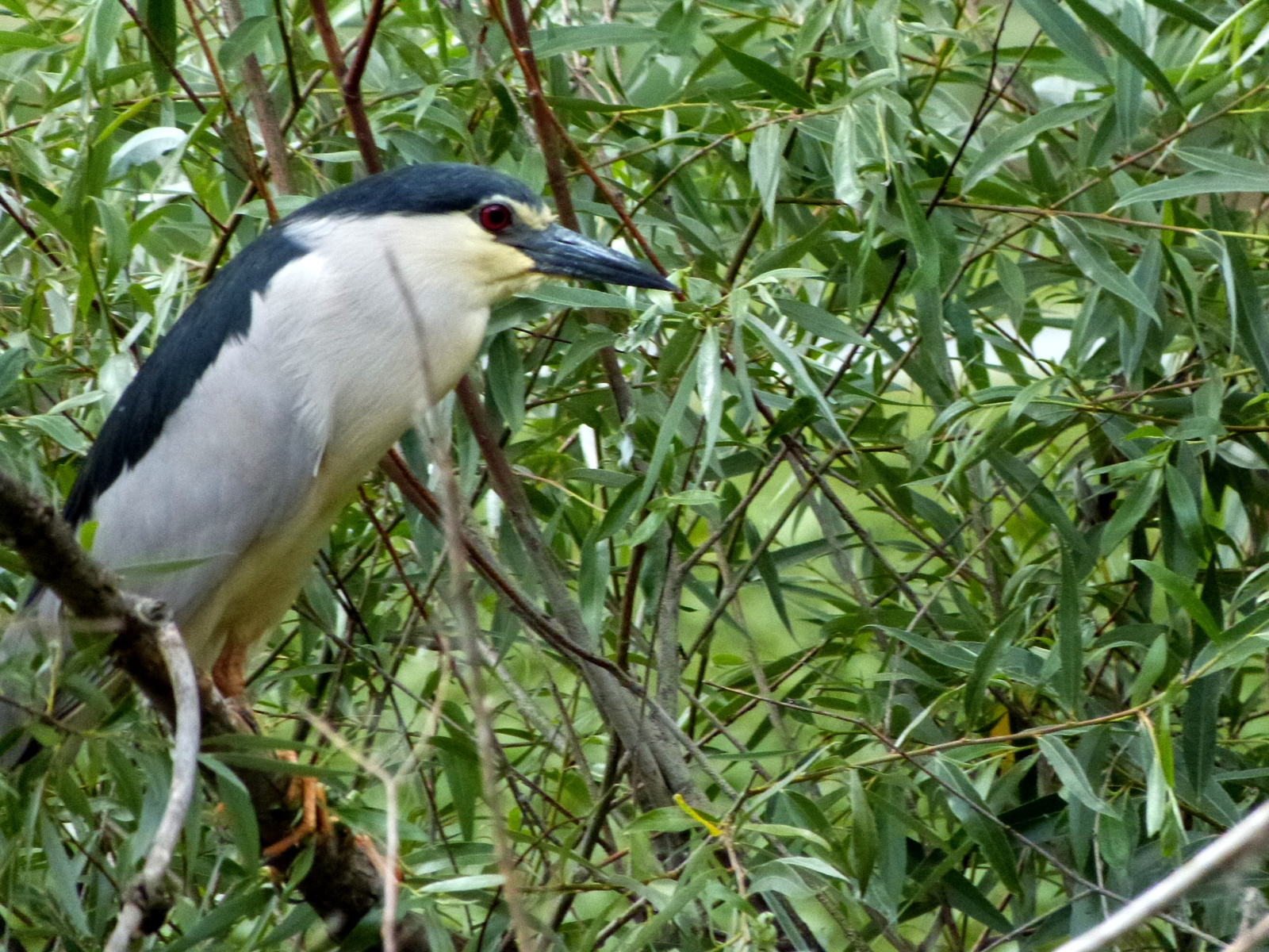 Bakcsó (Nycticorax nycticorax)