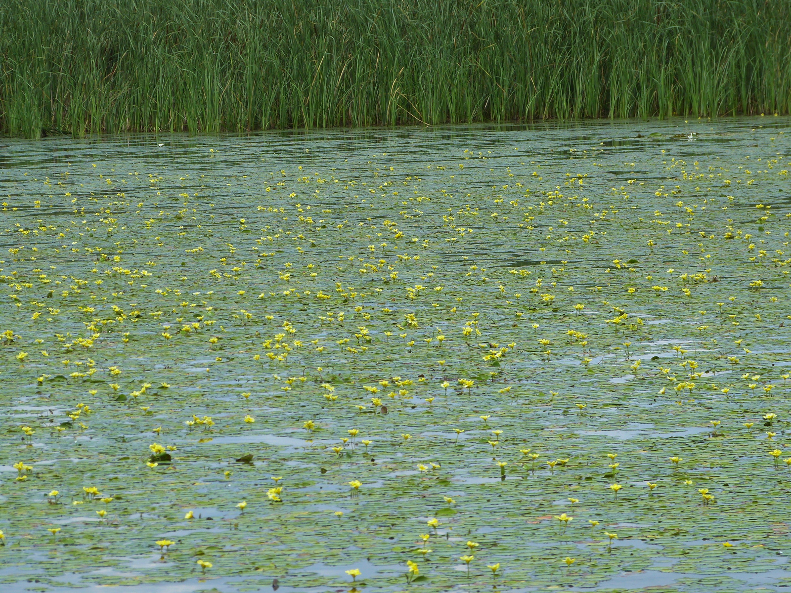 Tisza-tó. Poroszlói öböl.