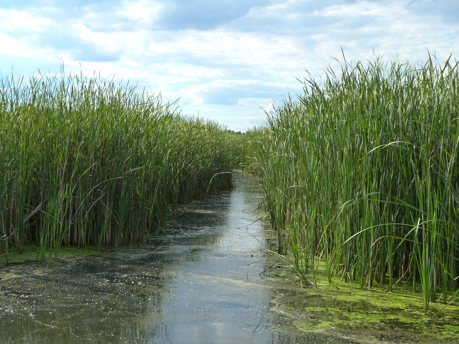 Tisza-tó. Poroszlói öböl.