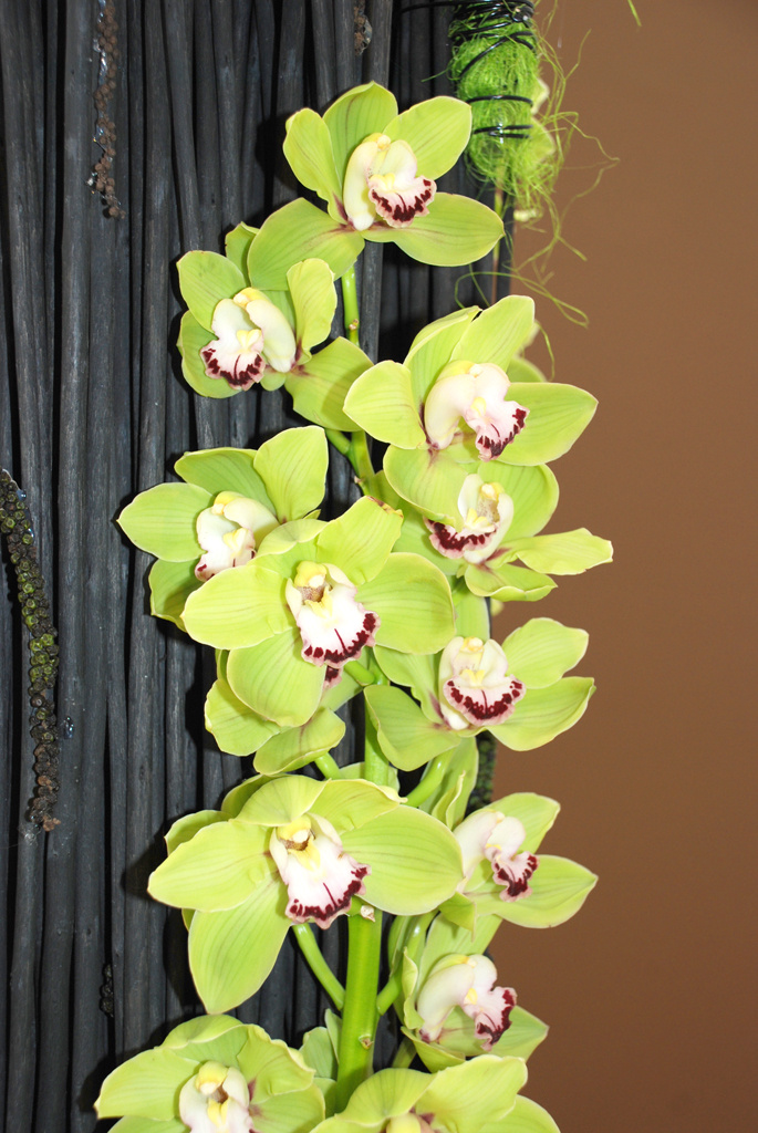 cymbidium01