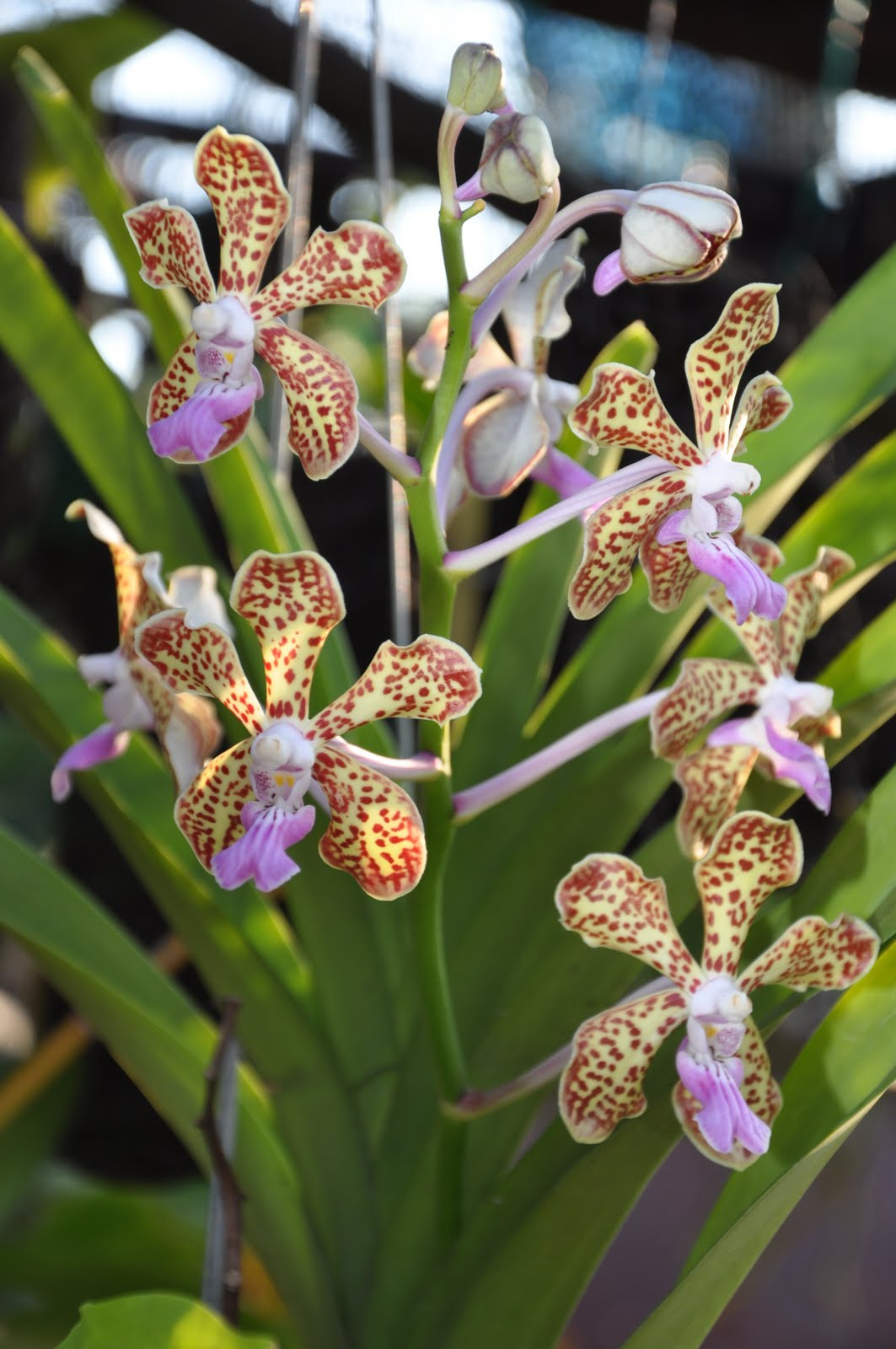 vanda mimi palmer hybrid