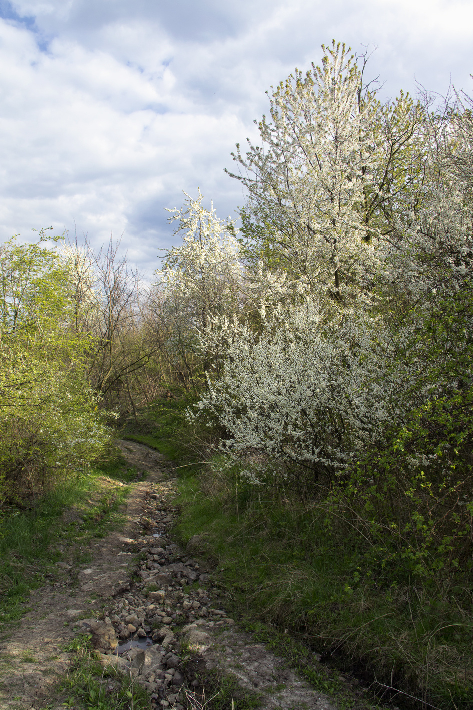 110416 NEX5 Hollókő-Nagybárkány 2507