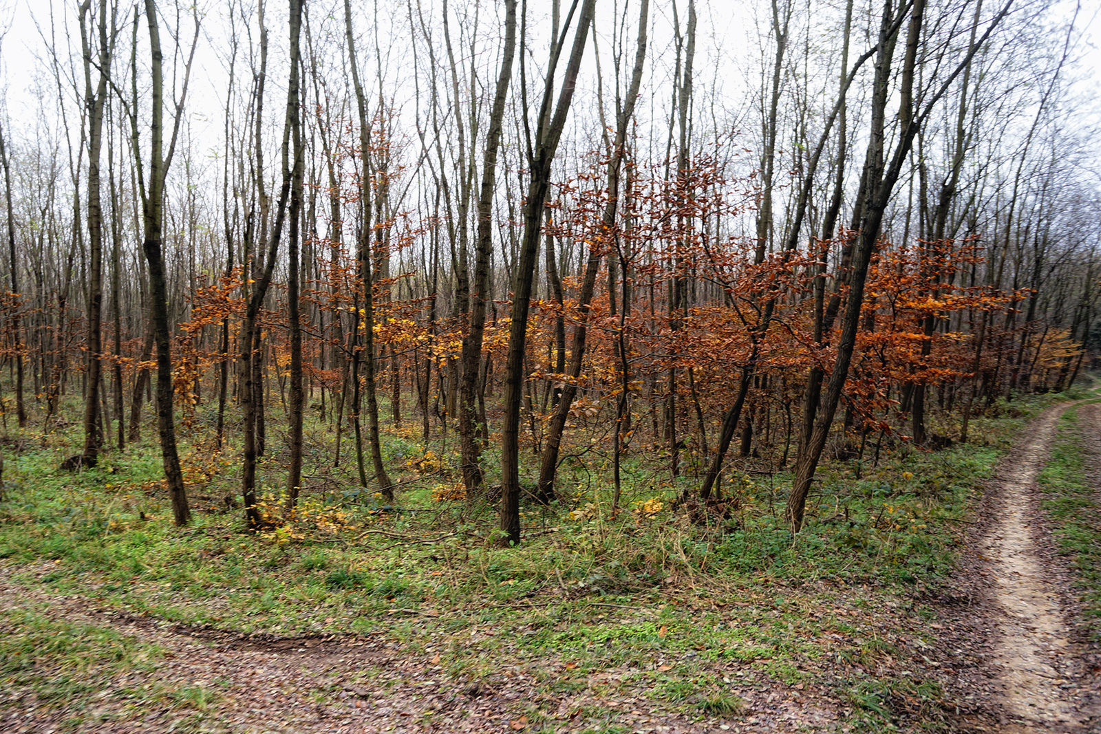 121117 NEX5N OKT Tömörd-Szeleste 0652