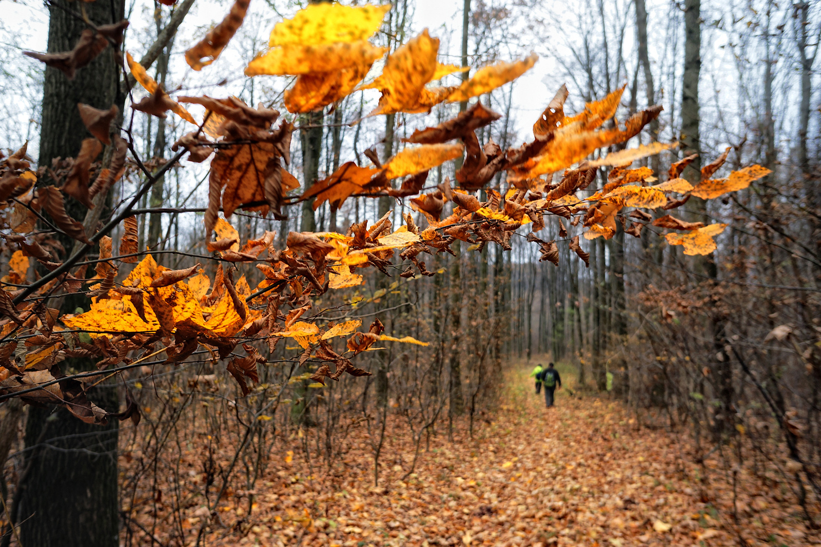 121117 NEX5N OKT Tömörd-Szeleste 0659