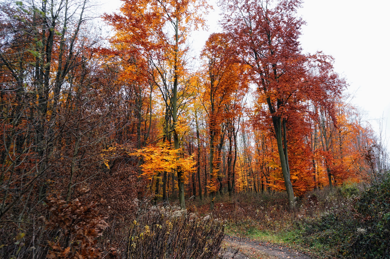 121117 NEX5N OKT Tömörd-Szeleste 0756