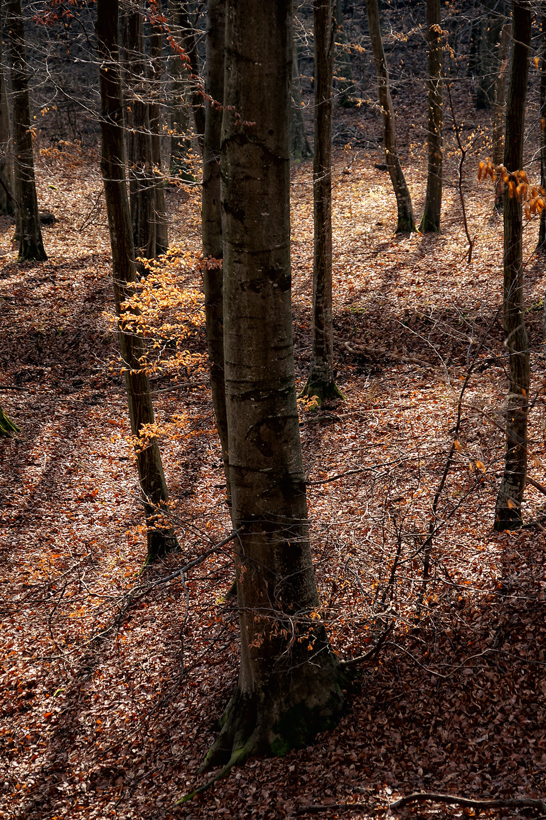 131229 NEX5N OKT Bélapátfalva-Szarvaskő 5481