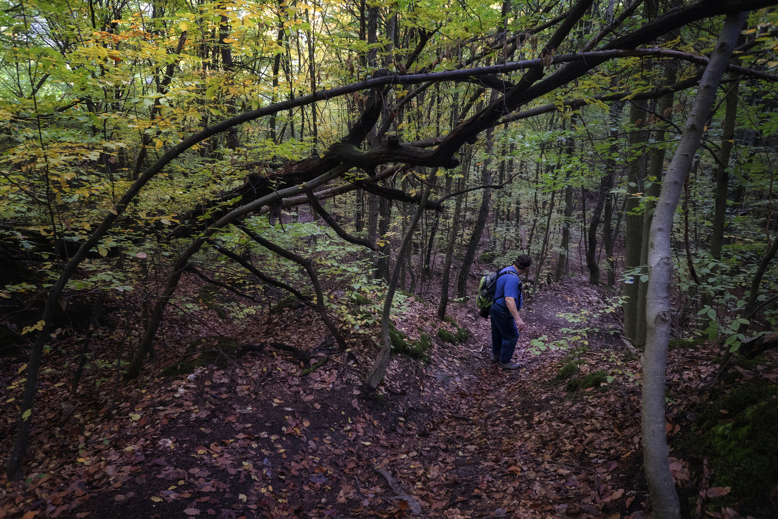 151023 A7 OKT Nagyhuta-Bányi-nyereg 4218