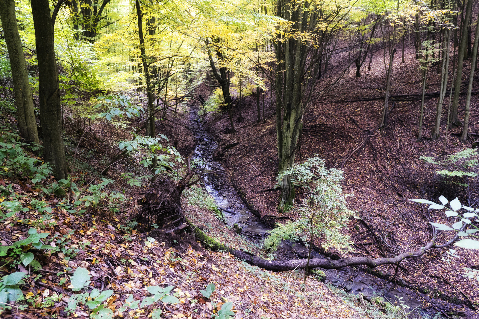 151023 A7 OKT Nagyhuta-Bányi-nyereg 4241