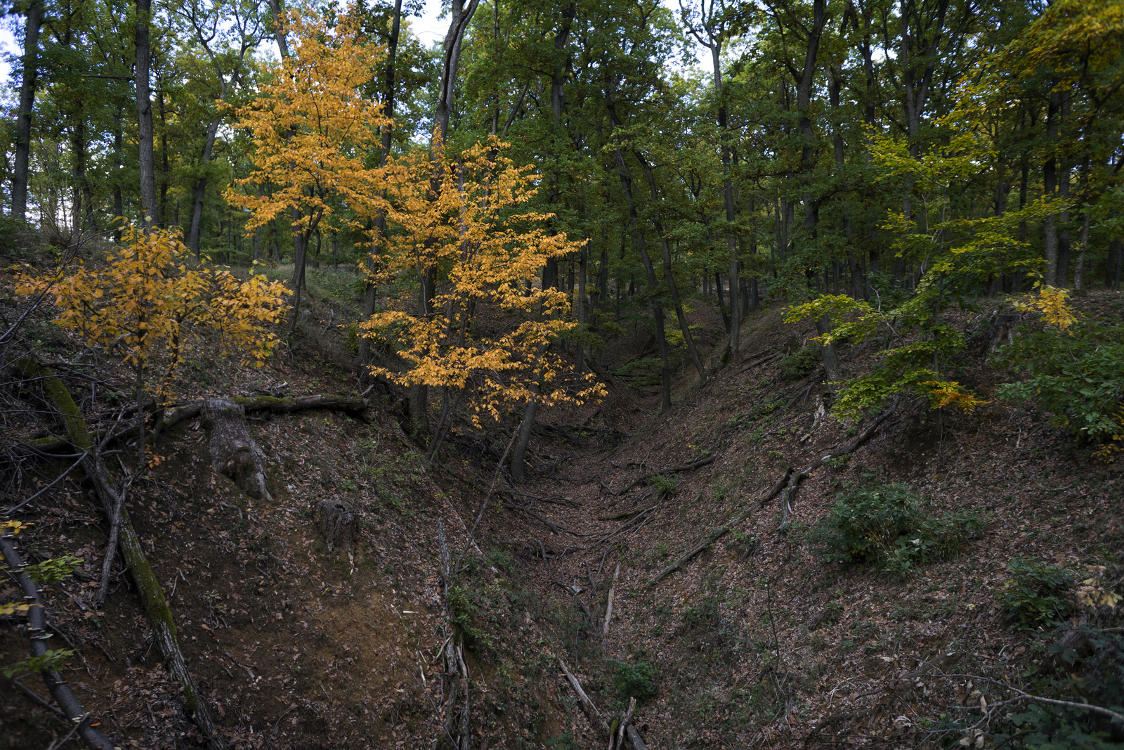 151024 A7 OKT Eszkála eh-Bányi-nyereg 4382