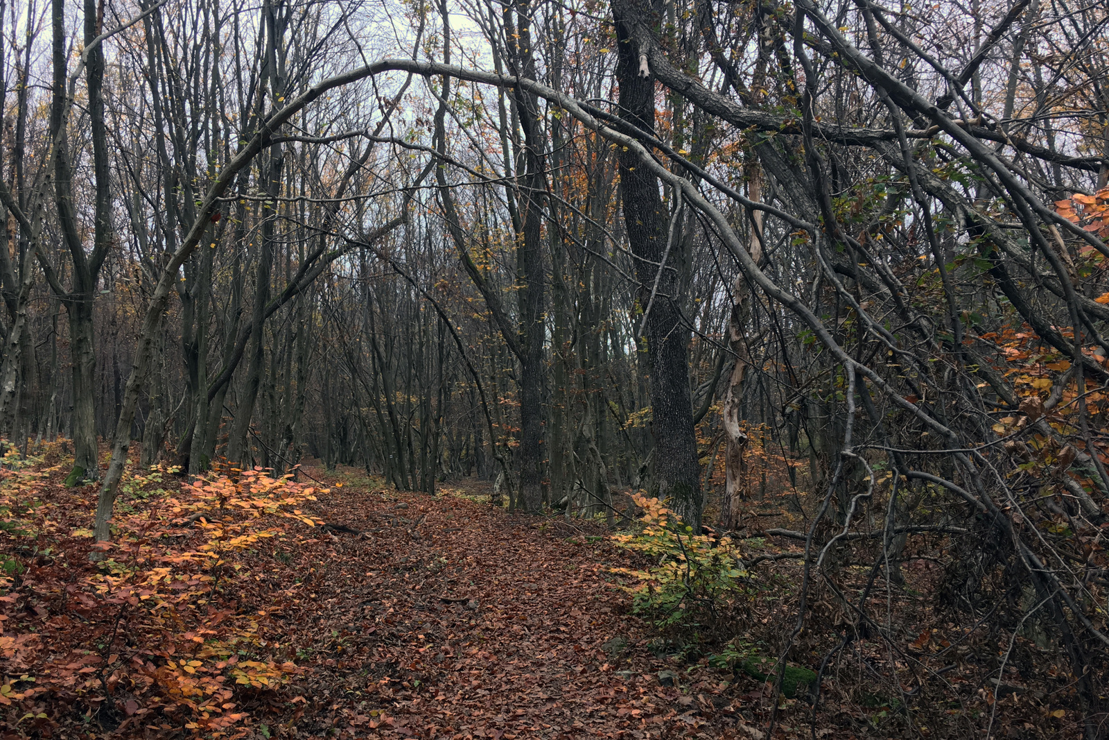 171022 iP6s OKT Flória forrás - Regéc IMG 7627