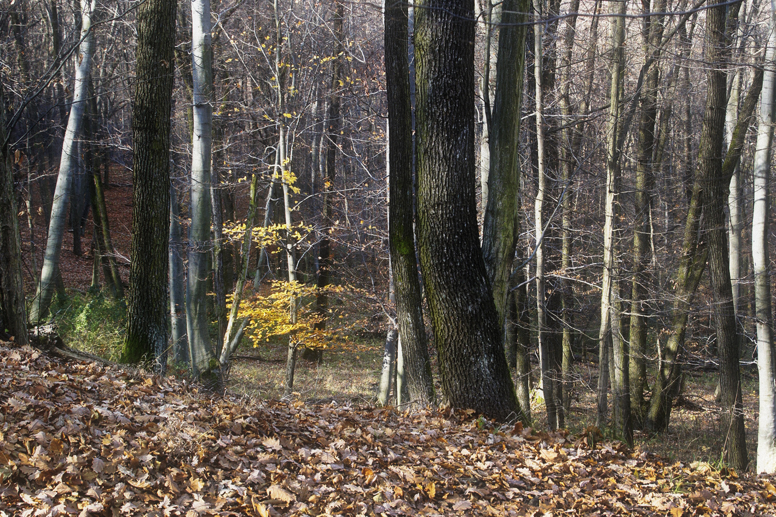 101106 OKT Nógrád-Kalainpuszta NEX5 0371