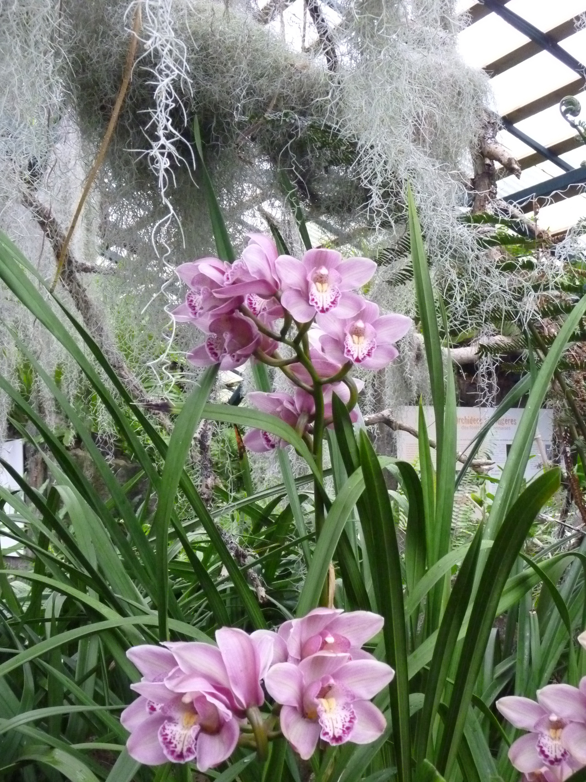 orchidea 7