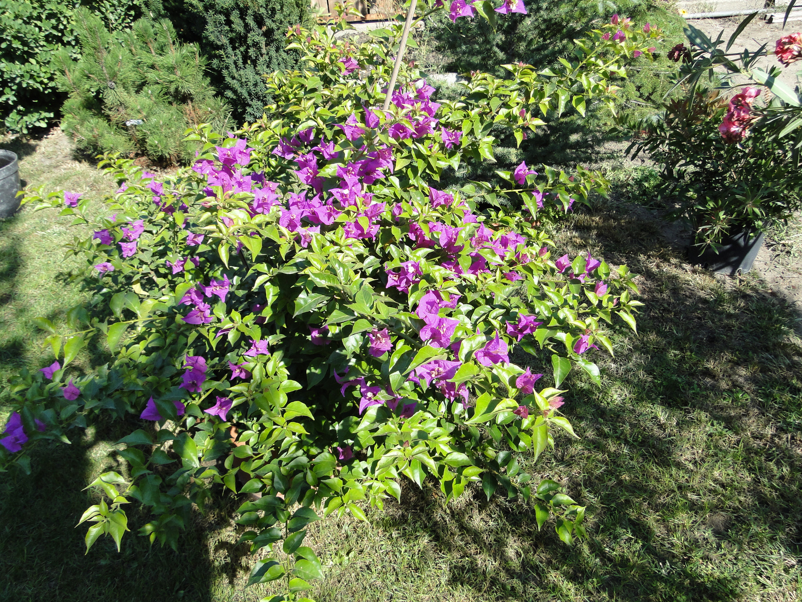 Bougainvillea