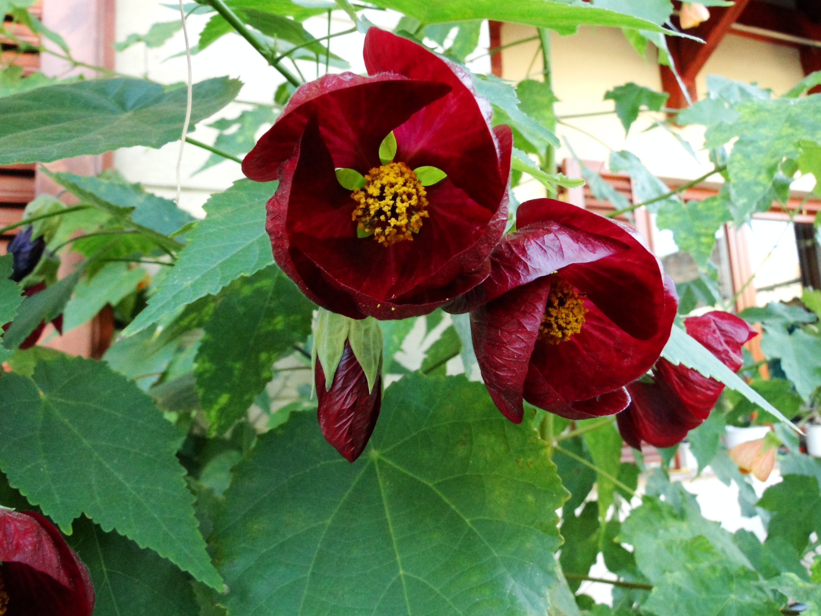 Abutilon