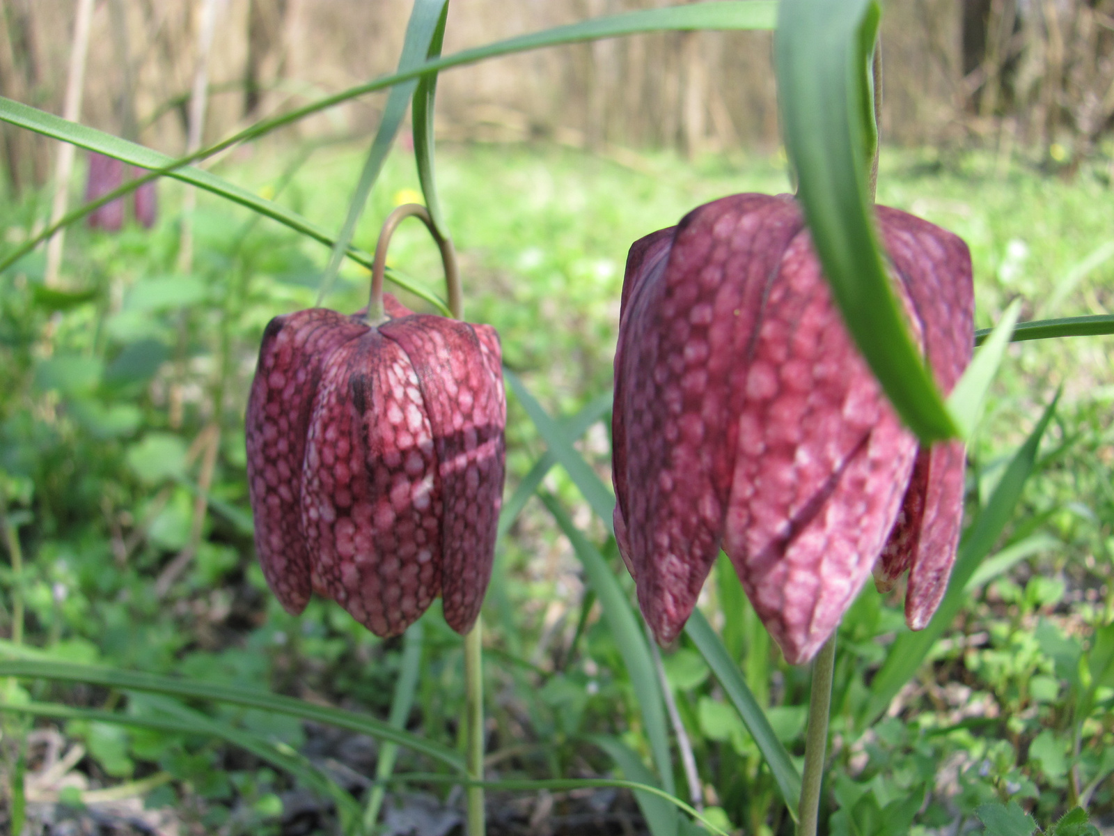 2011.04.03.Kockás liliom Dráva menti bicajtúra