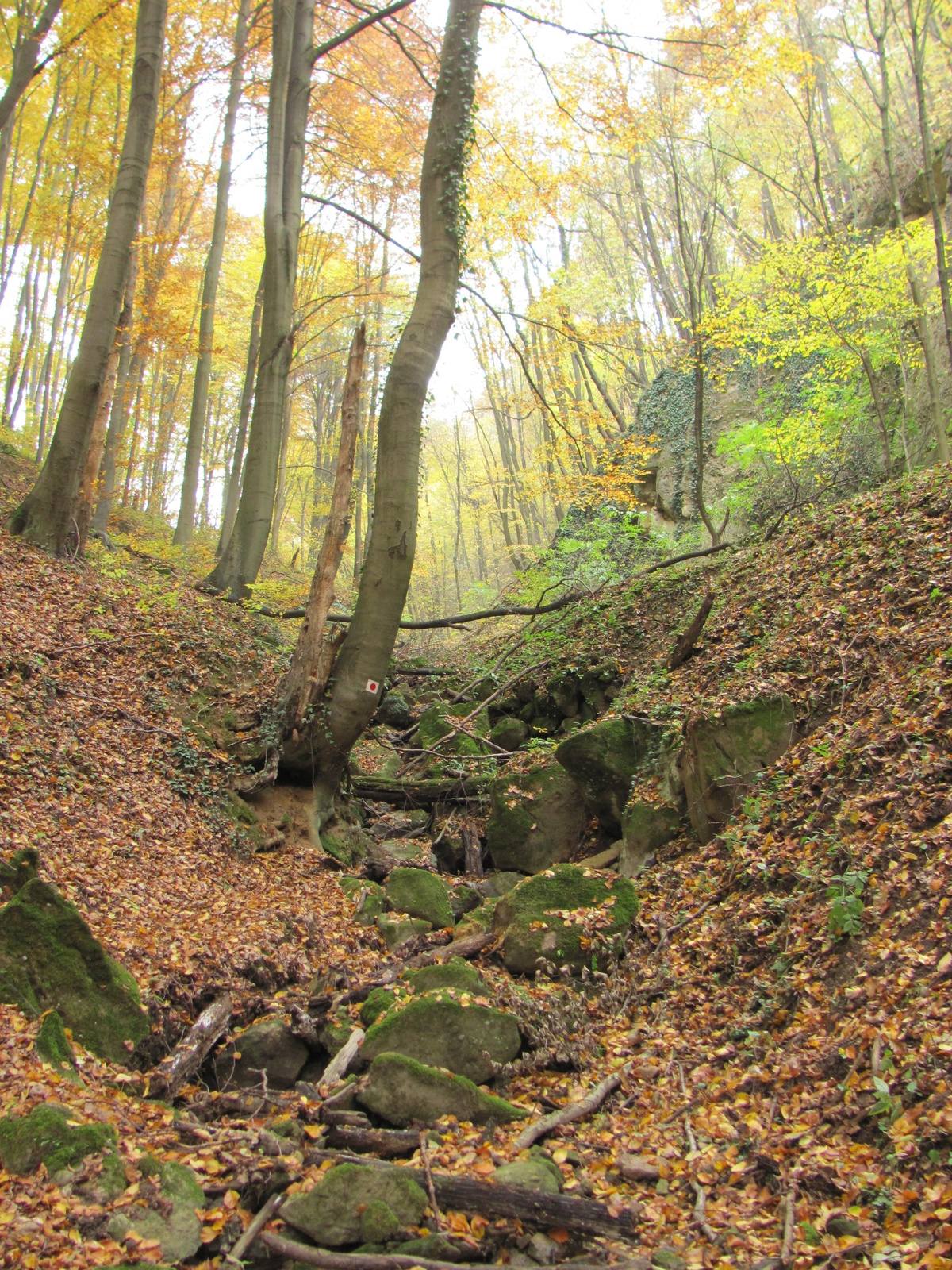 2011.11.06.Orfű-Pécs 044