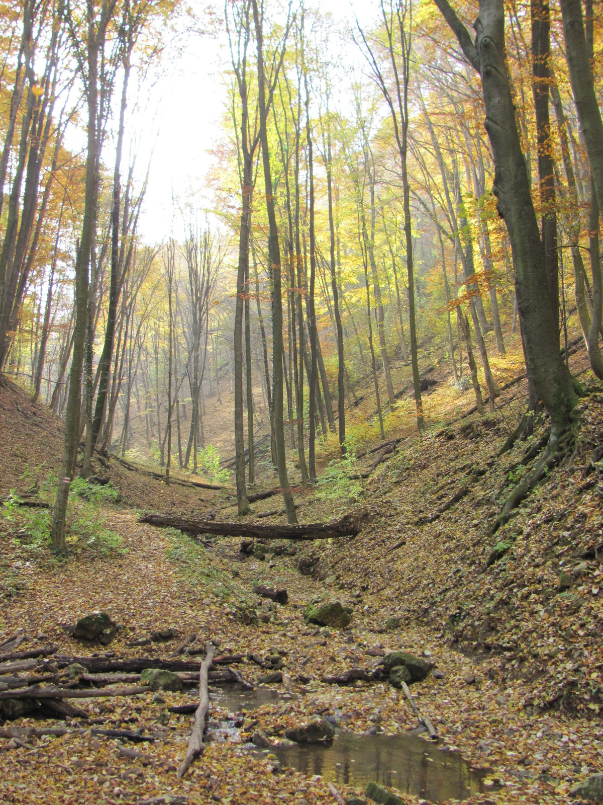 2011.11.06.Orfű-Pécs 083