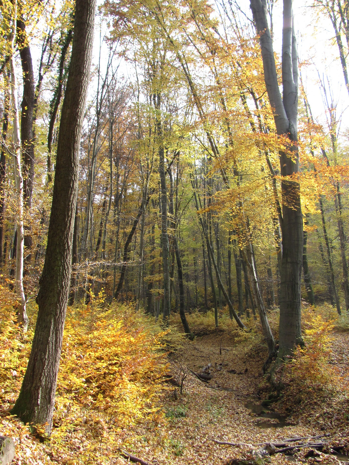 2011.11.06.Orfű-Pécs 116