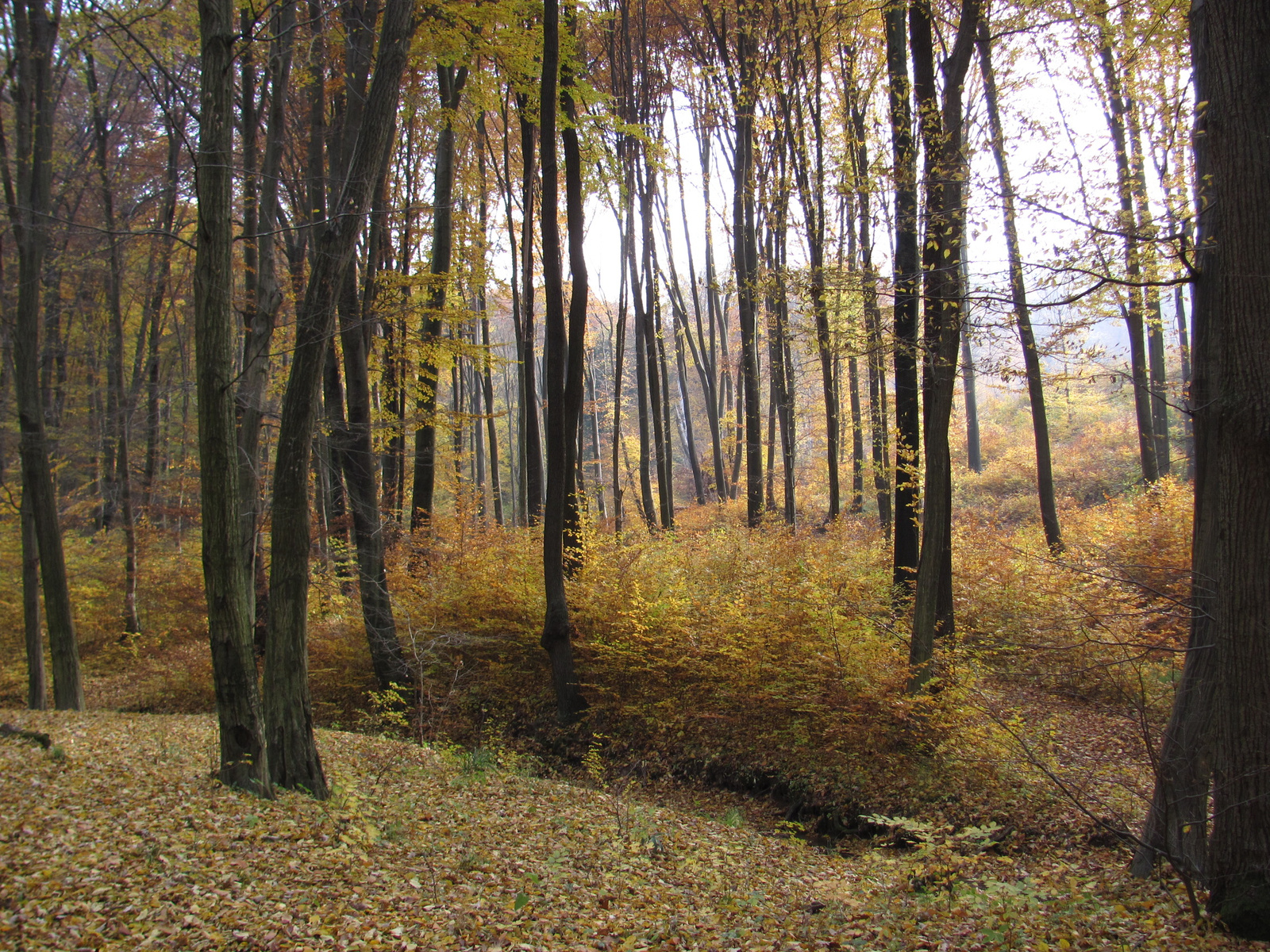 2011.11.06.Orfű-Pécs 118