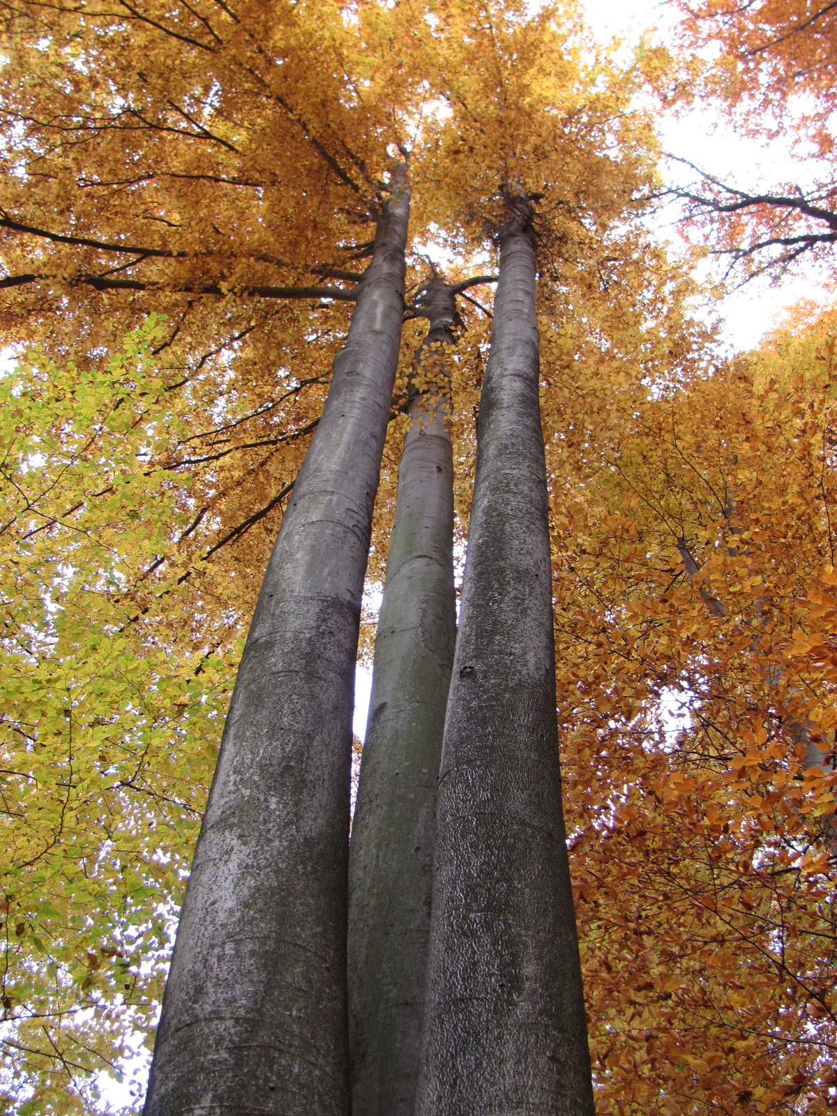 2011.11.06.Orfű-Pécs 120