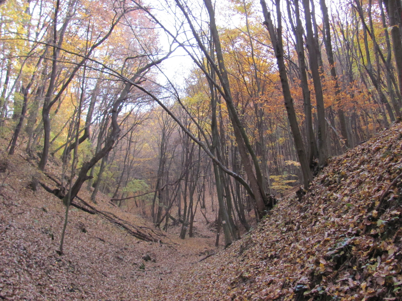 2011.11.06.Orfű-Pécs 008