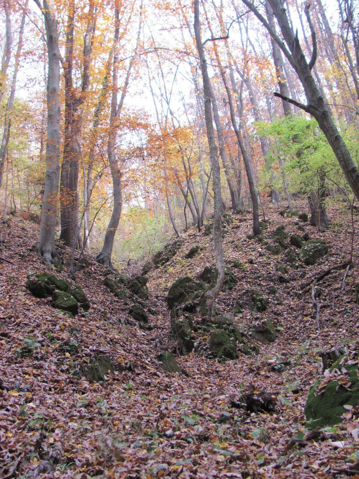 2011.11.06.Orfű-Pécs 011