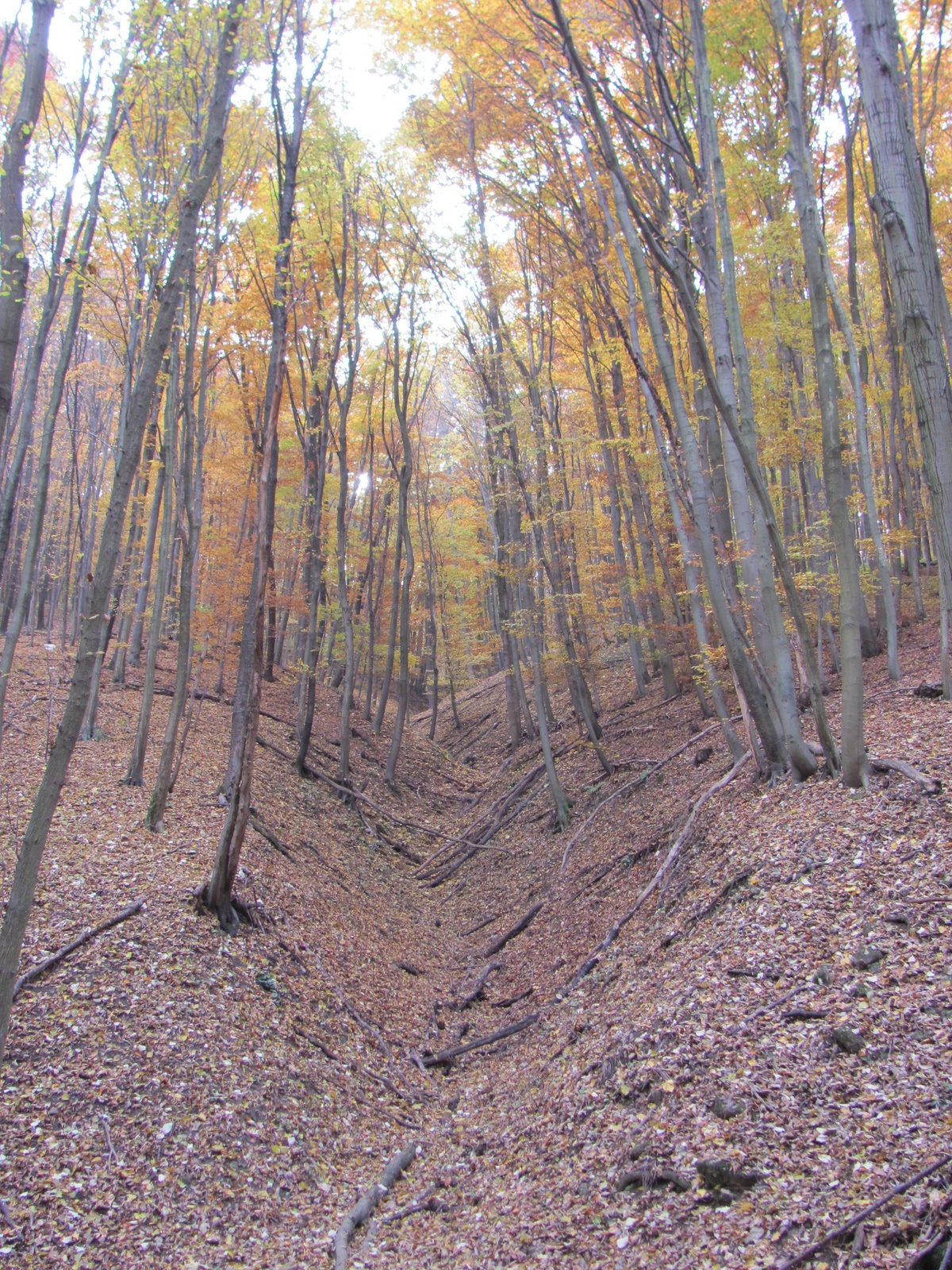 2011.11.06.Orfű-Pécs 014