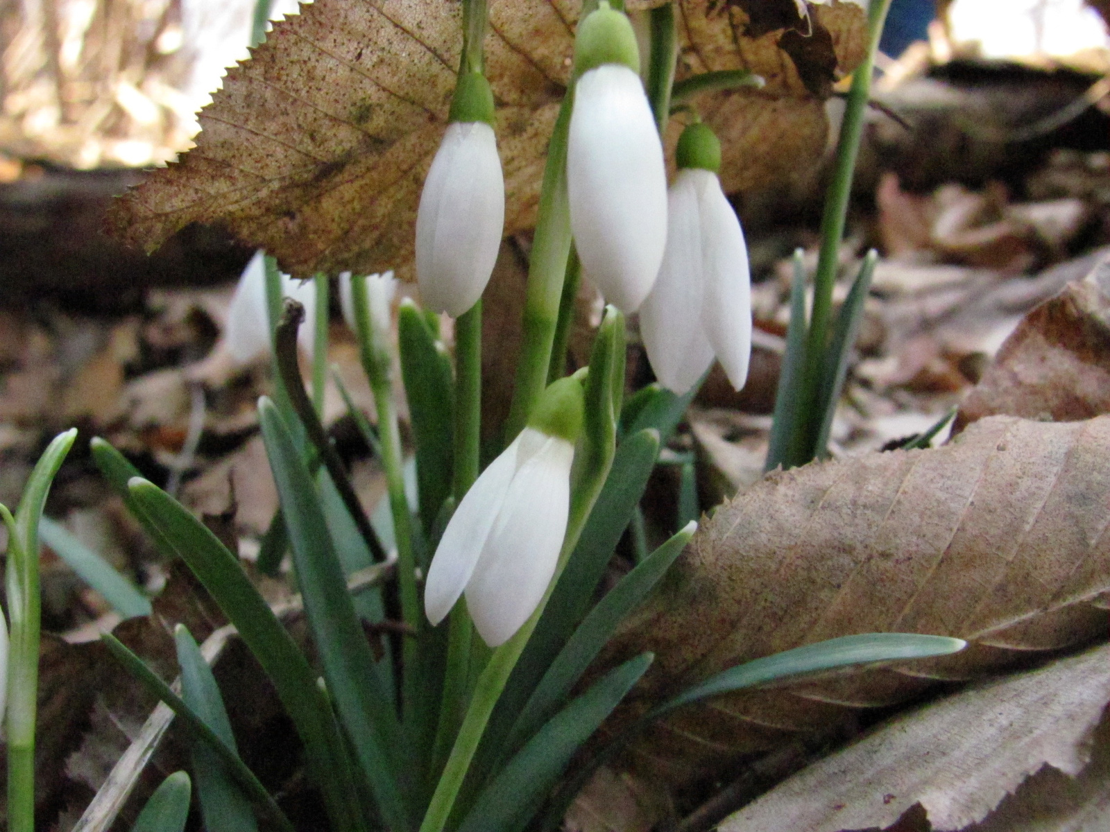 2012.03.03.Bányász emléktúra II. Nyílttúra 034