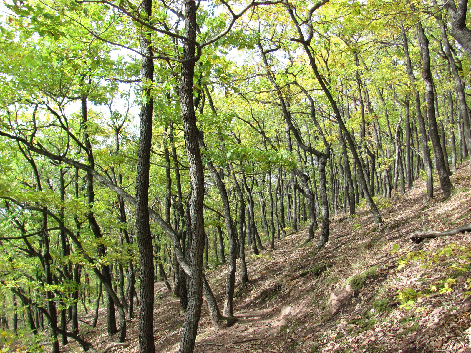 2012.11.04.Fel a Jakab hegyre Pécs-Kővágószőlős 156