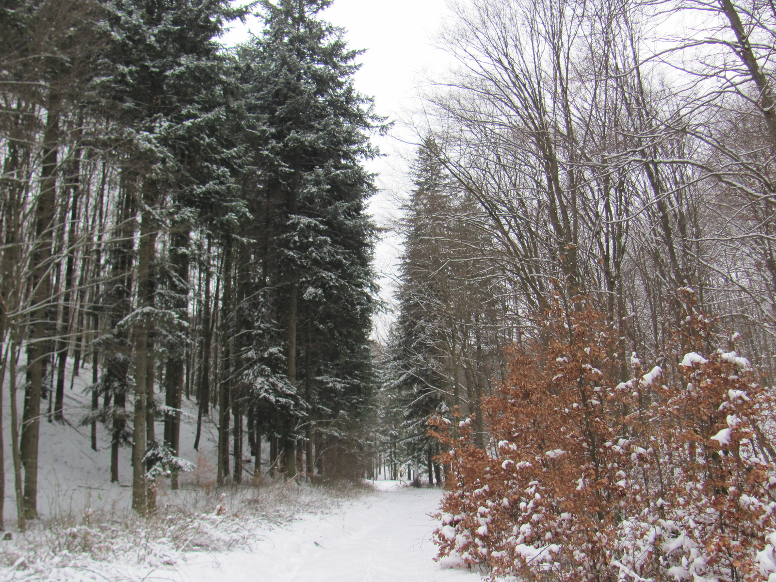 2013.01.26.Pécsvárad-Zobák 012