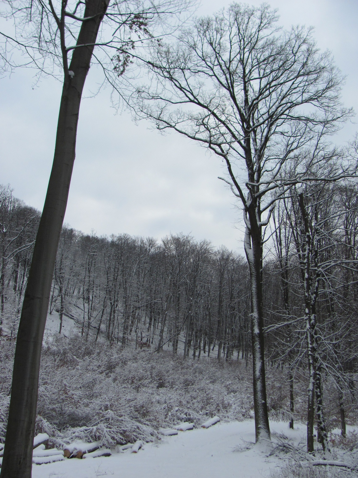 2013.01.26.Pécsvárad-Zobák 016