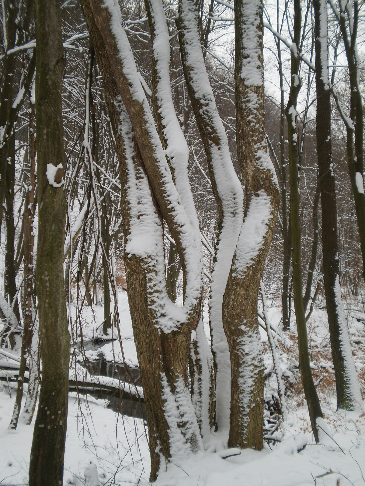 2013.01.26.Pécsvárad-Zobák. 073