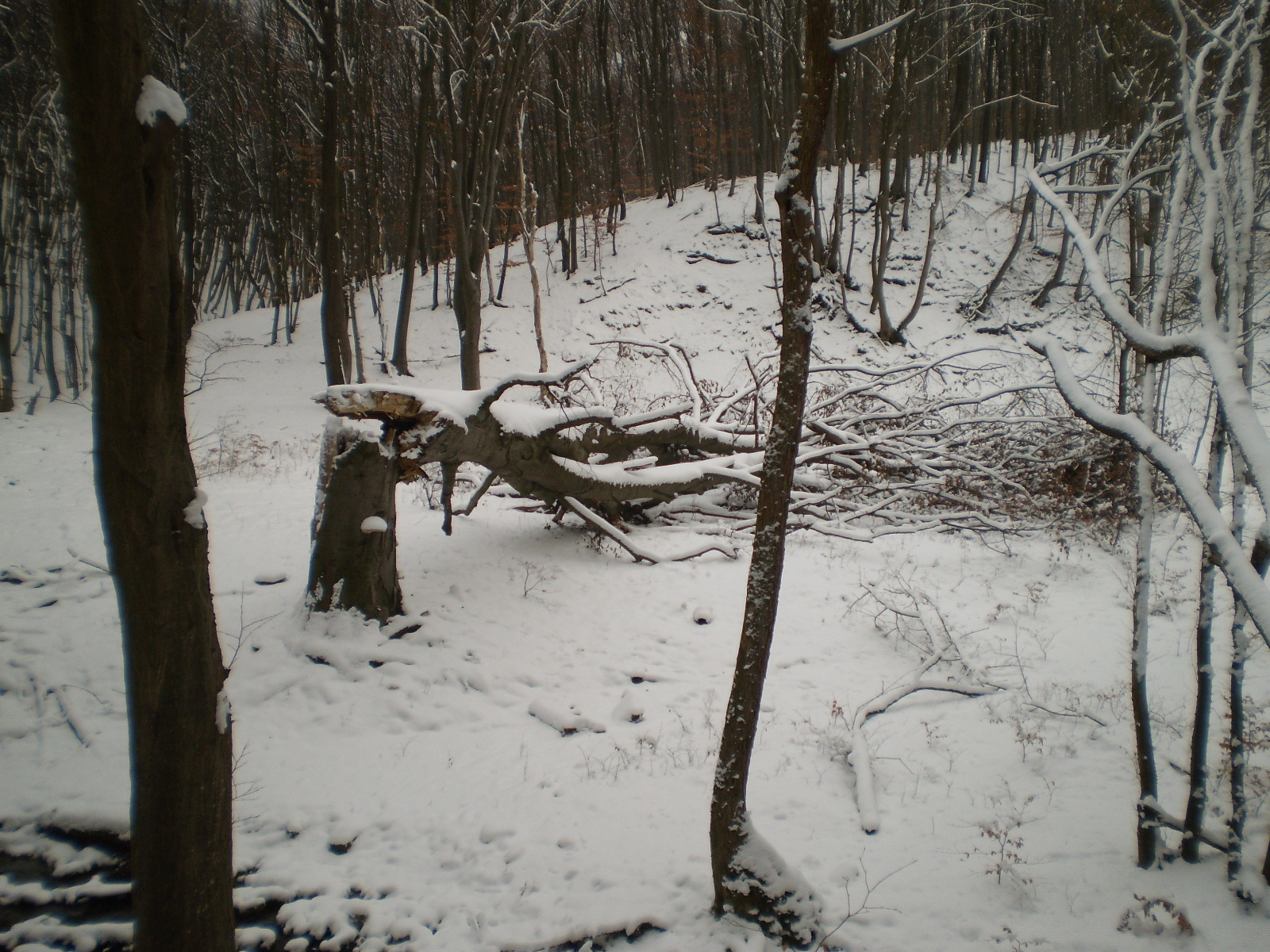 2013.01.26.Pécsvárad-Zobák. 076