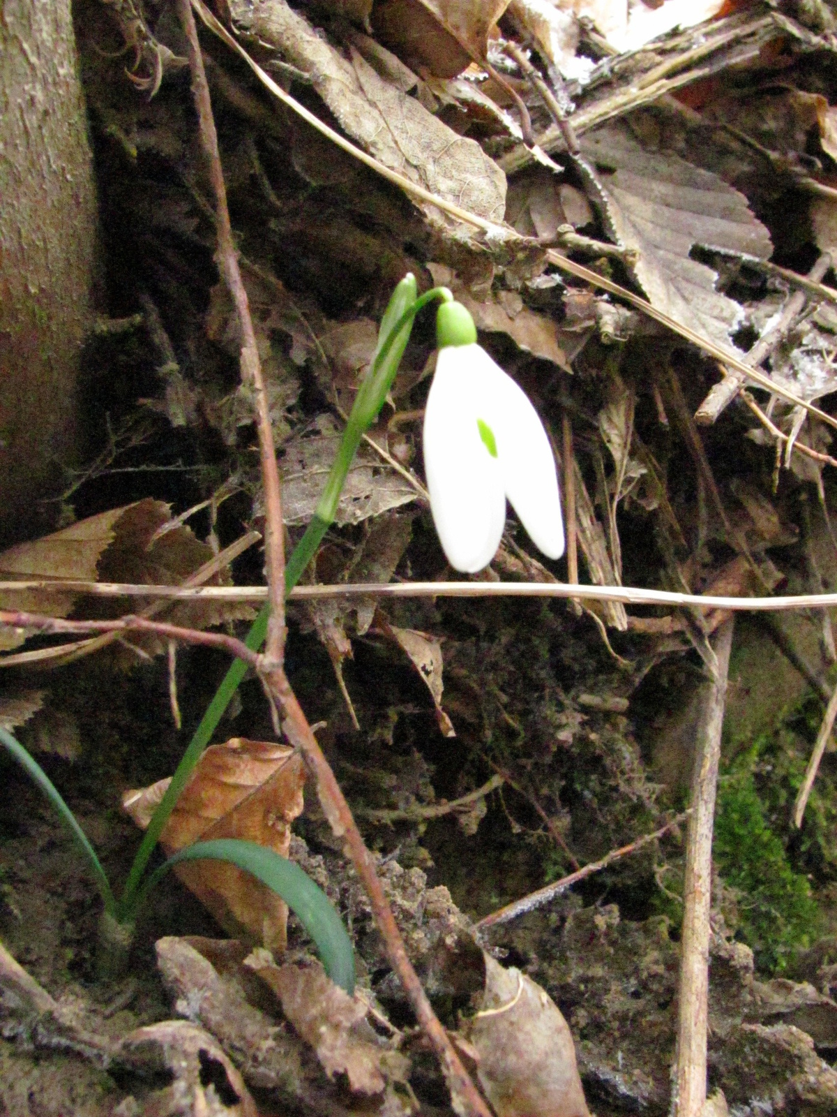 2013.02.09.Abaliget-Éger völgy 025