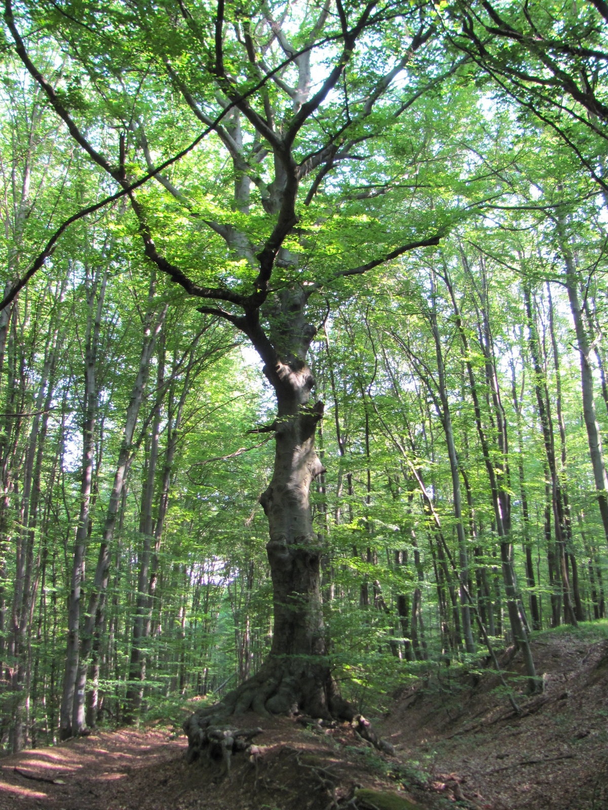 2013.06.29.K.i Mecsek Üveges hétvége (15)