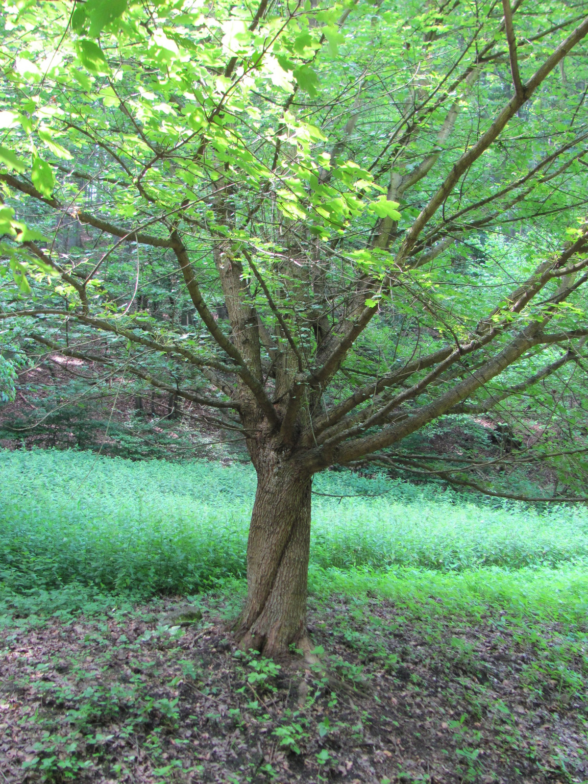 2013.06.29.K.i Mecsek Üveges hétvége (115)