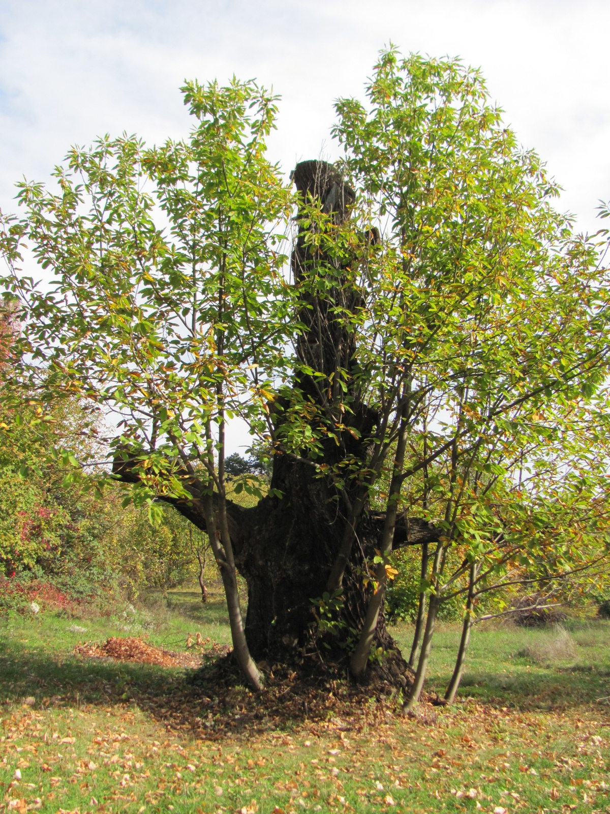 2013.10.24.Melegmány-Mély völgy 002