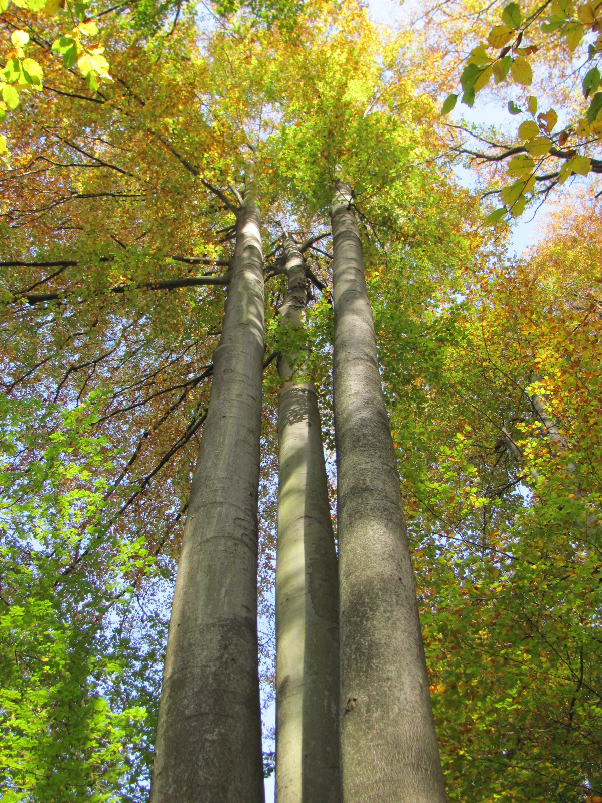 2013.10.24.Melegmány-Mély völgy 052