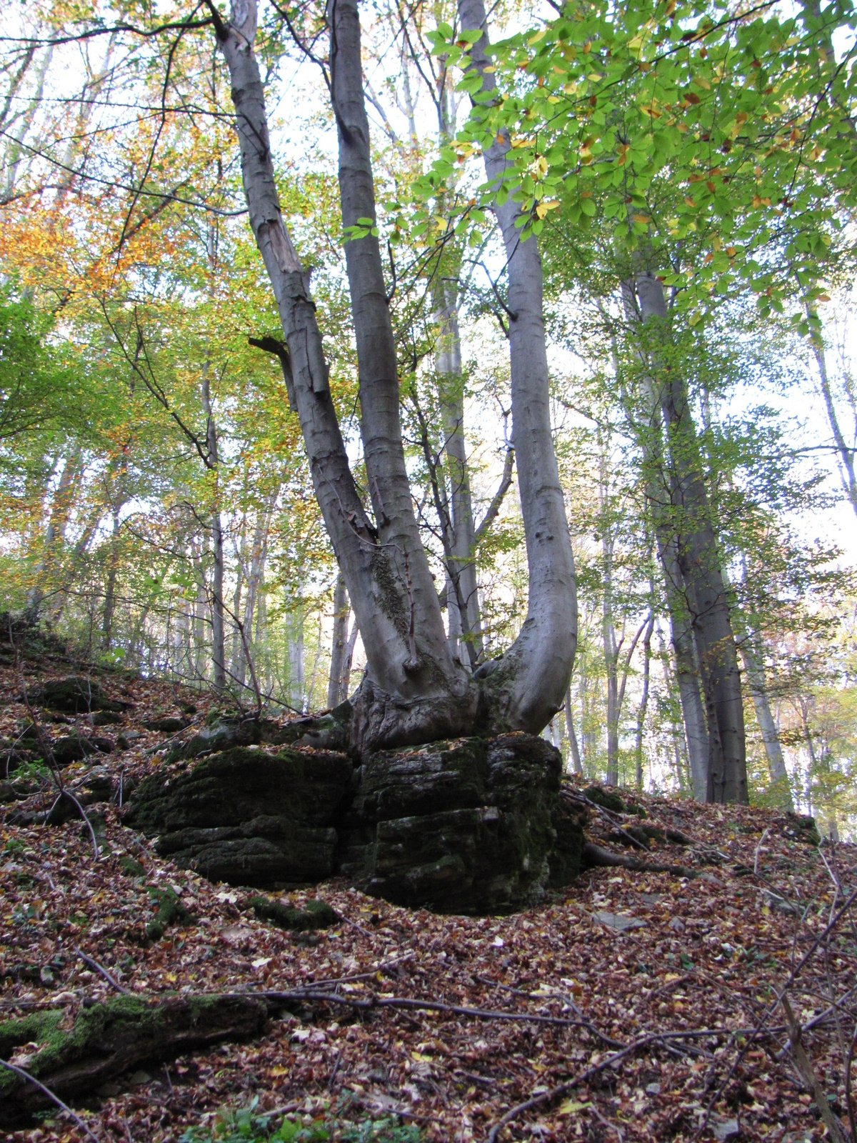 2013.10.24.Melegmány-Mély völgy 086