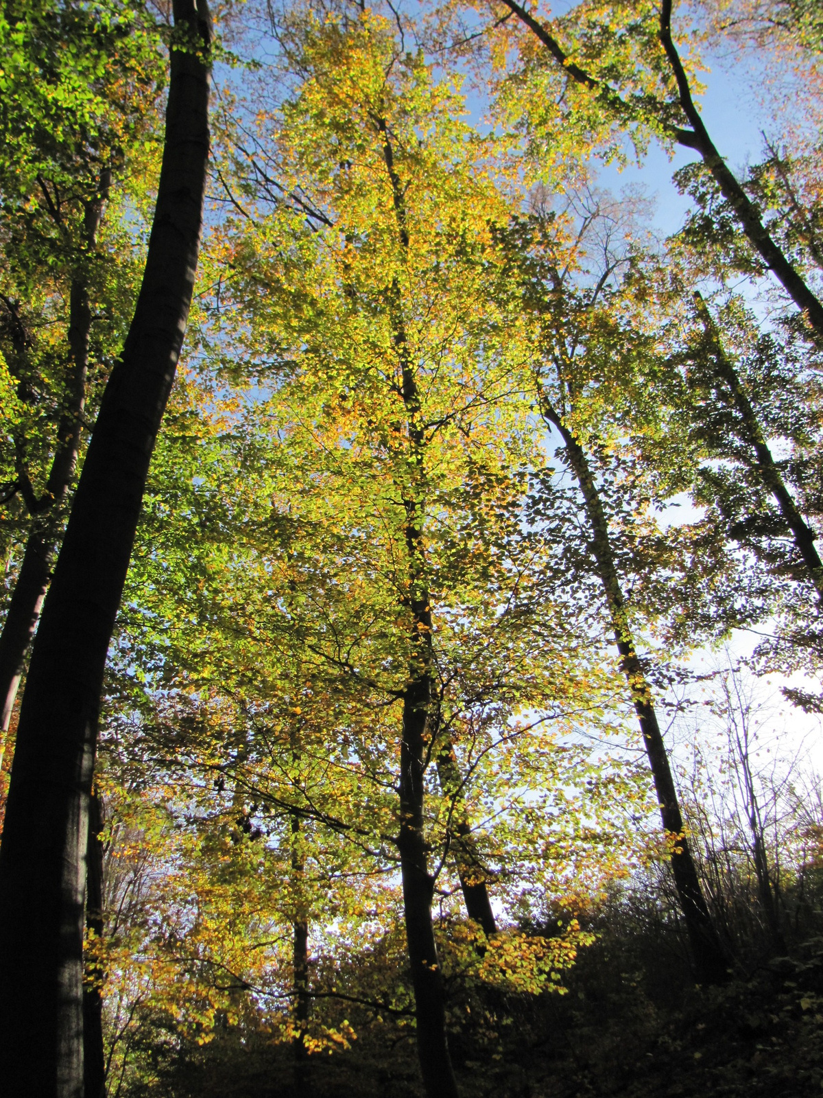 2013.10.24.Melegmány-Mély völgy 093