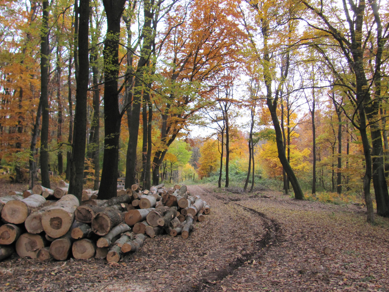 2014.11.08.Mecsek 1000 Teljesítménytúra 176