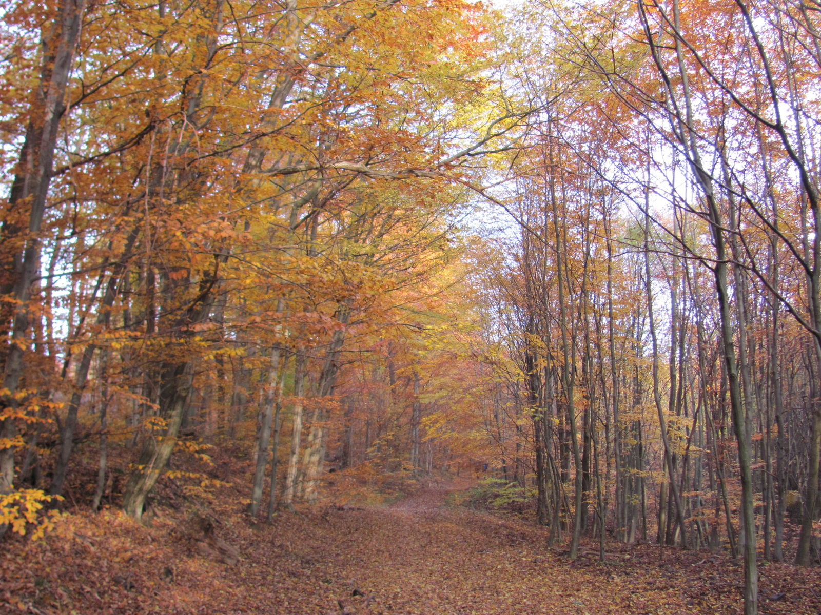 2014.11.08.Mecsek 1000 Teljesítménytúra 016