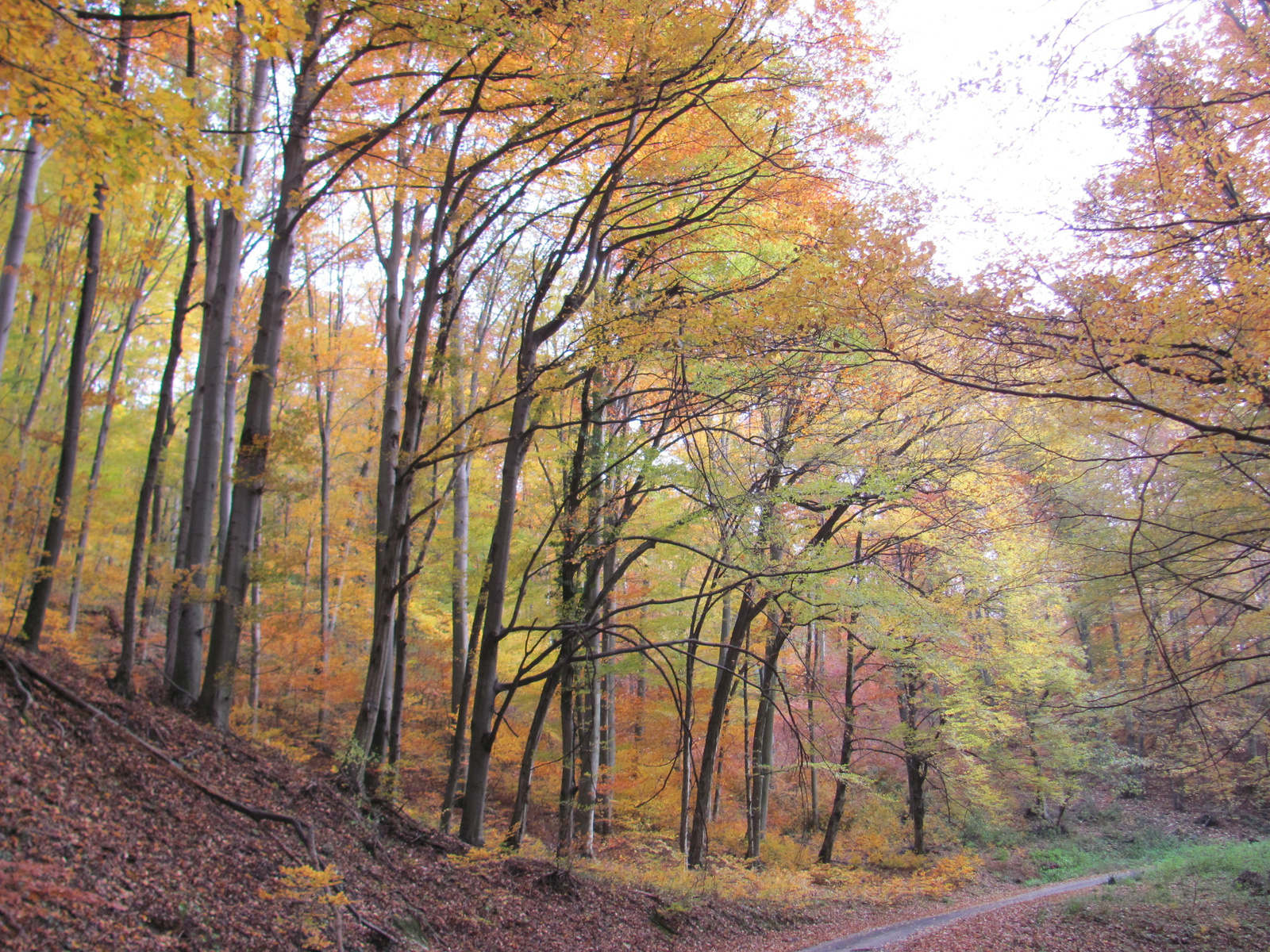 2014.11.08.Mecsek 1000 Teljesítménytúra 091