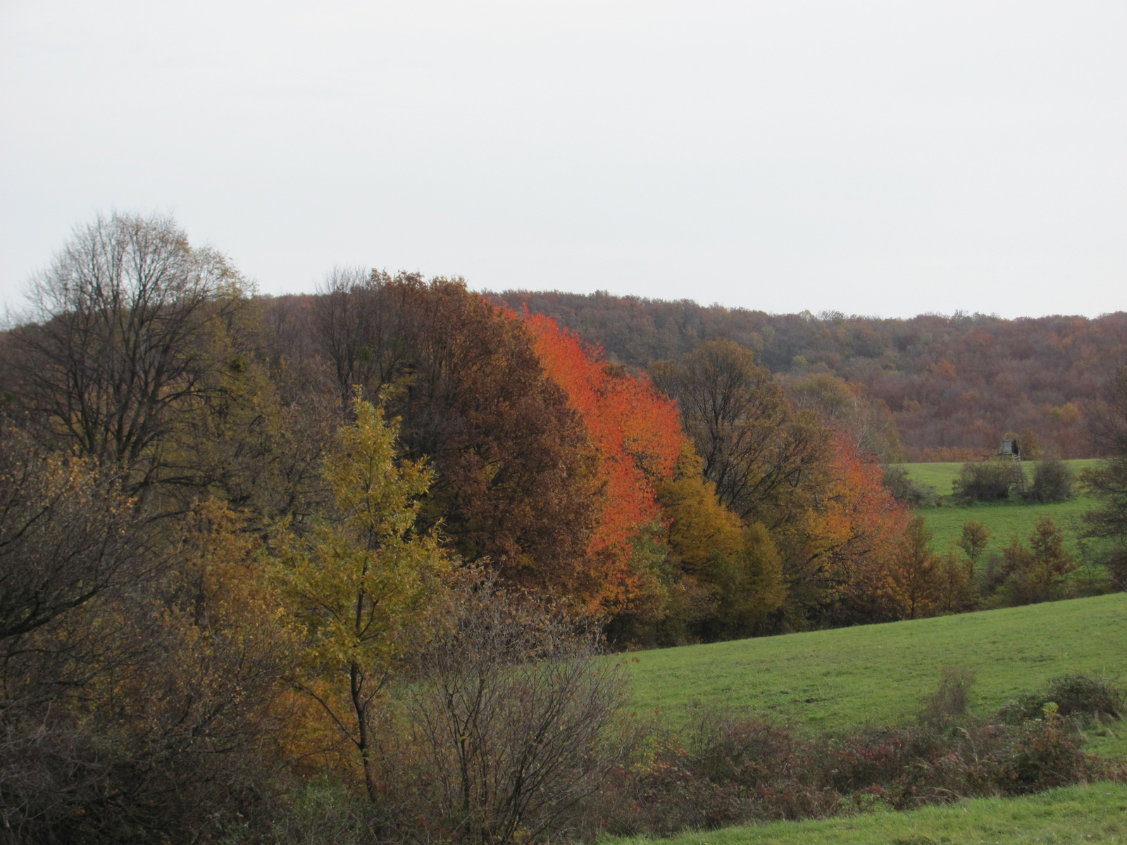 2014.11.08.Mecsek 1000 Teljesítménytúra 132