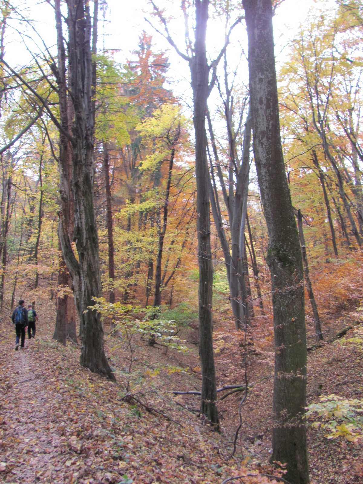 2014.11.08.Mecsek 1000 Teljesítménytúra 144