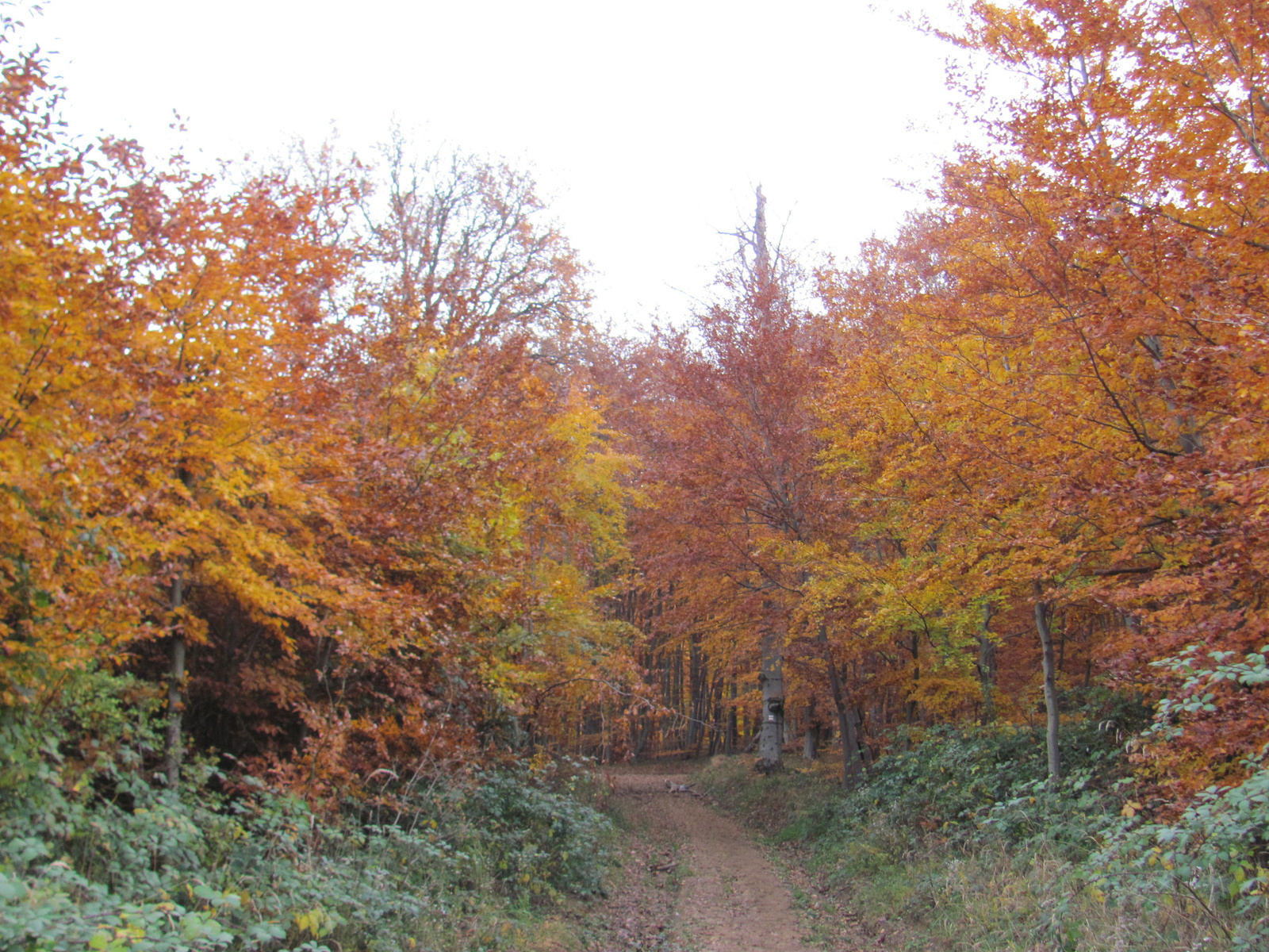 2014.11.08.Mecsek 1000 Teljesítménytúra 156